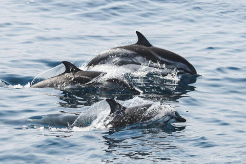 delfines en el Estrecho de Gibraltar